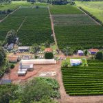 O aumento da produção de café em Rondônia estimula o fluxo de visitantes na Rota Turística do Café.