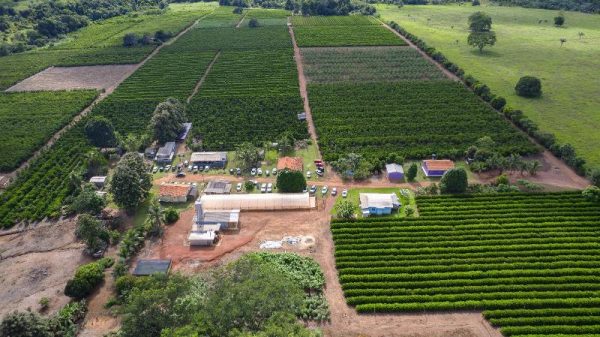 O aumento da produção de café em Rondônia estimula o fluxo de visitantes na Rota Turística do Café.