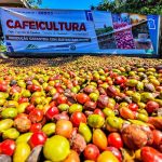 Os municípios de Rondônia se sobressaem como importantes cultivadores de café
