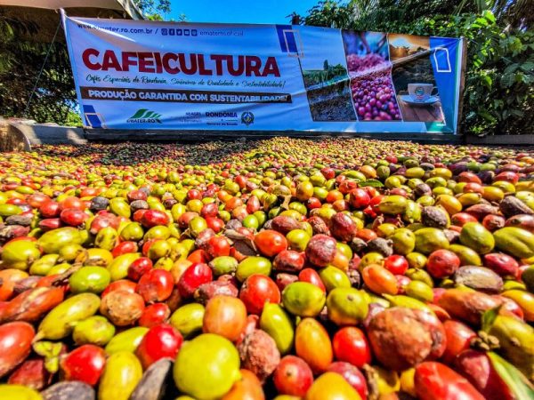 Os municípios de Rondônia se sobressaem como importantes cultivadores de café