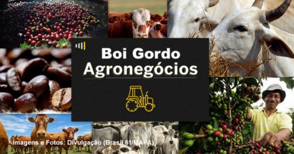 Agronegócios Preço negociado do Soja, milho, boi, algodão, café, trigo e arroz