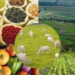 Indicadores Agropecuários: Soja, milho, boi, algodão, café, trigo e arroz