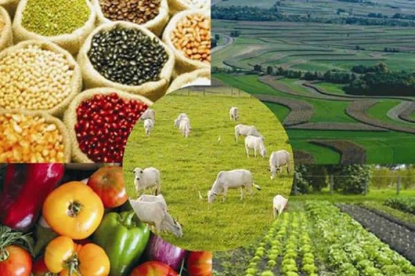 Indicadores Agropecuários: Soja, milho, boi, algodão, café, trigo e arroz
