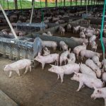 producao-de-carne-suina-e-de-frango-tera-volume-recorde-em-2026