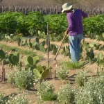 cmn-simplifica-credito-rural-a-populacoes-tradicionais-e-extrativistas
