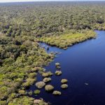 cop30:-quarto-leilao-do-eco-invest-tera-foco-exclusivo-na-amazonia
