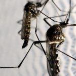 vacina-contra-a-dengue-do-butantan-pode-beneficiar-saude-global