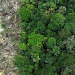 no-amazonas,-62%-da-exploracao-madeireira-e-feita-ilegalmente