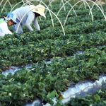 finep-anuncia-parceria-de-r$-74,9-milhoes-para-a-agricultura-familiar