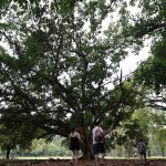 sp:-tres-pessoas-ficam-feridas-apos-arvore-cair-no-parque-ibirapuera