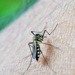 estado-de-sao-paulo-confirma-primeira-morte-por-dengue-em-2026