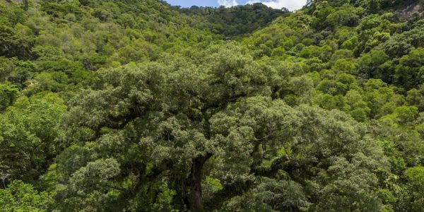 selecao-tv-brasil:-conheca-os-12-contemplados-na-linha-sobre-natureza