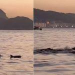 golfinhos-encantam-banhistas-no-rio-e-indicam-boas-condicoes-de-praia