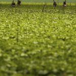 cmn-passa-a-exigir-fotos-com-localizacao-comprovada-em-seguro-rural