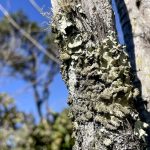 reserva-ecologica-do-ibge-no-df-passa-a-ter-gestao-apoiada-pelo-icmbio