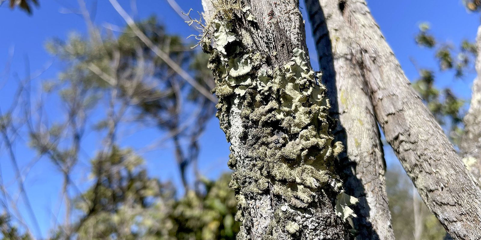 reserva-ecologica-do-ibge-no-df-passa-a-ter-gestao-apoiada-pelo-icmbio